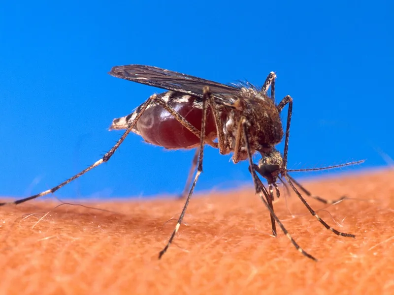 Aedes mosquito biting, the vector that spreads dengue